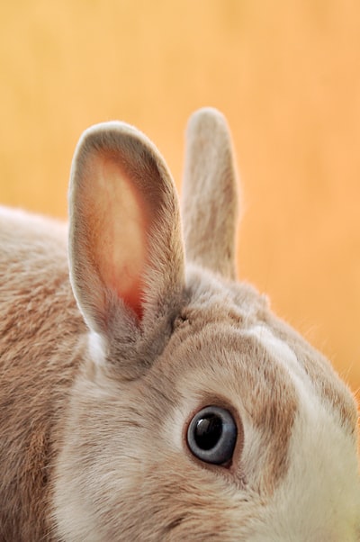 褐白兔